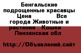 Бенгальские подрощенные красавцы. › Цена ­ 20 000 - Все города Животные и растения » Кошки   . Пензенская обл.